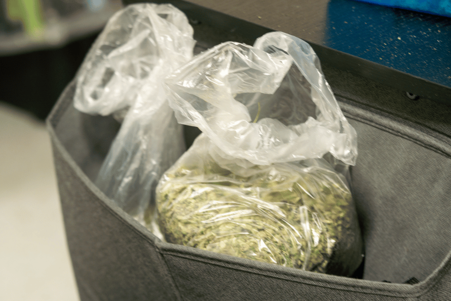 Tote liner filled with trimmed hemp inside a gray storage bin at 454 Bags facility, showing post-harvest packaging process.