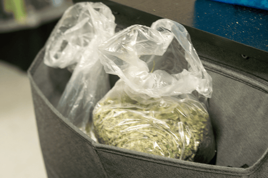 Tote liner filled with trimmed hemp inside a gray storage bin at 454 Bags facility, showing post-harvest packaging process.
