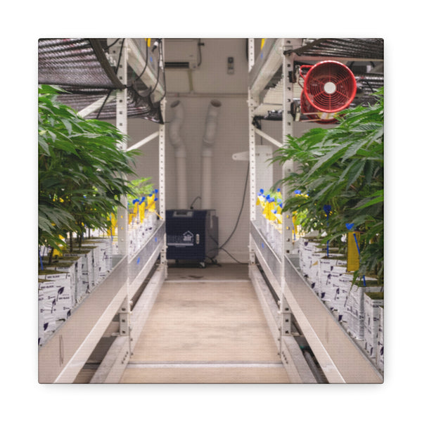 Double Decker Grow Room Canvas