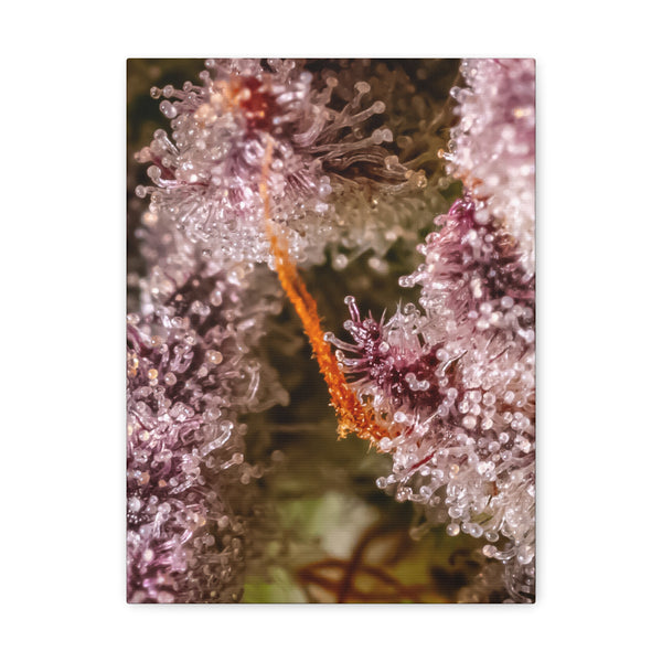 Trop Cherry Trichome Canvas