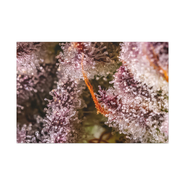 Trop Cherry Trichome Canvas