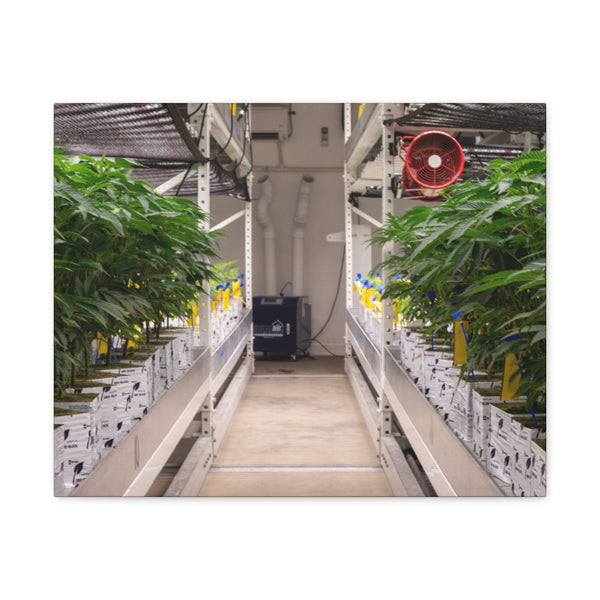 Double Decker Grow Room Canvas