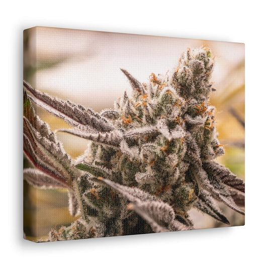 Texas CBD Bubba Kush Canvas