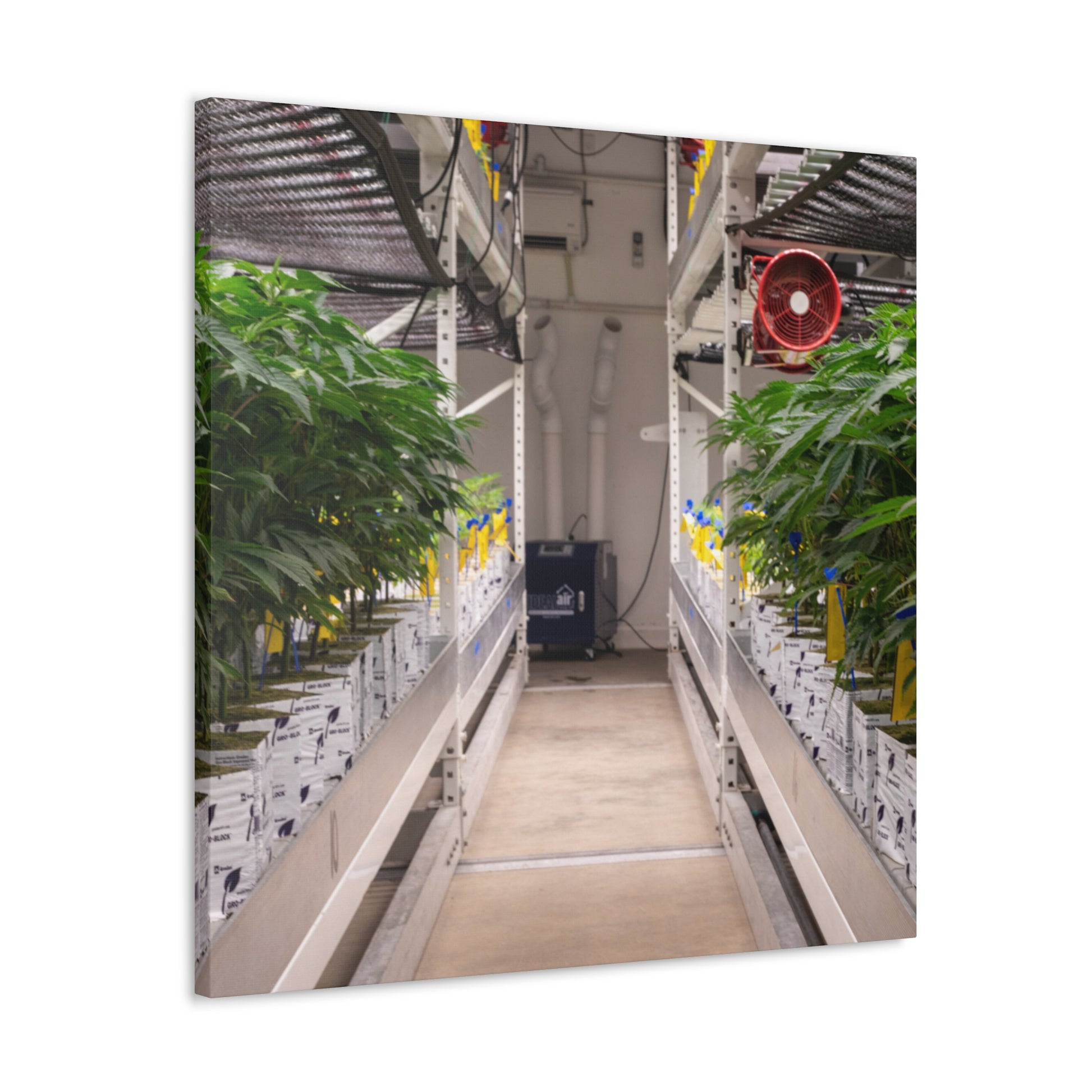 Double Decker Grow Room Canvas