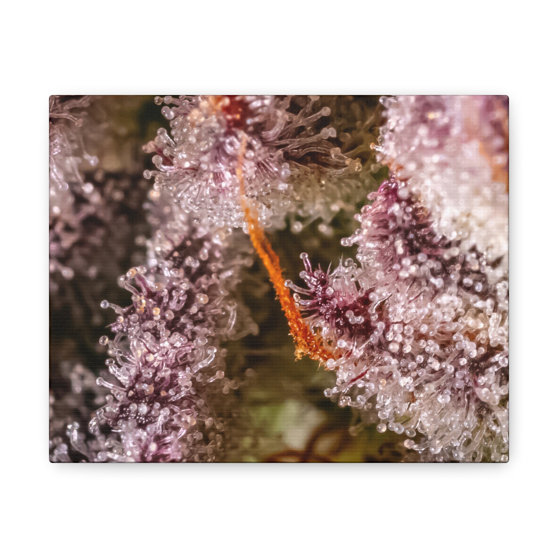 Trop Cherry Trichome Canvas