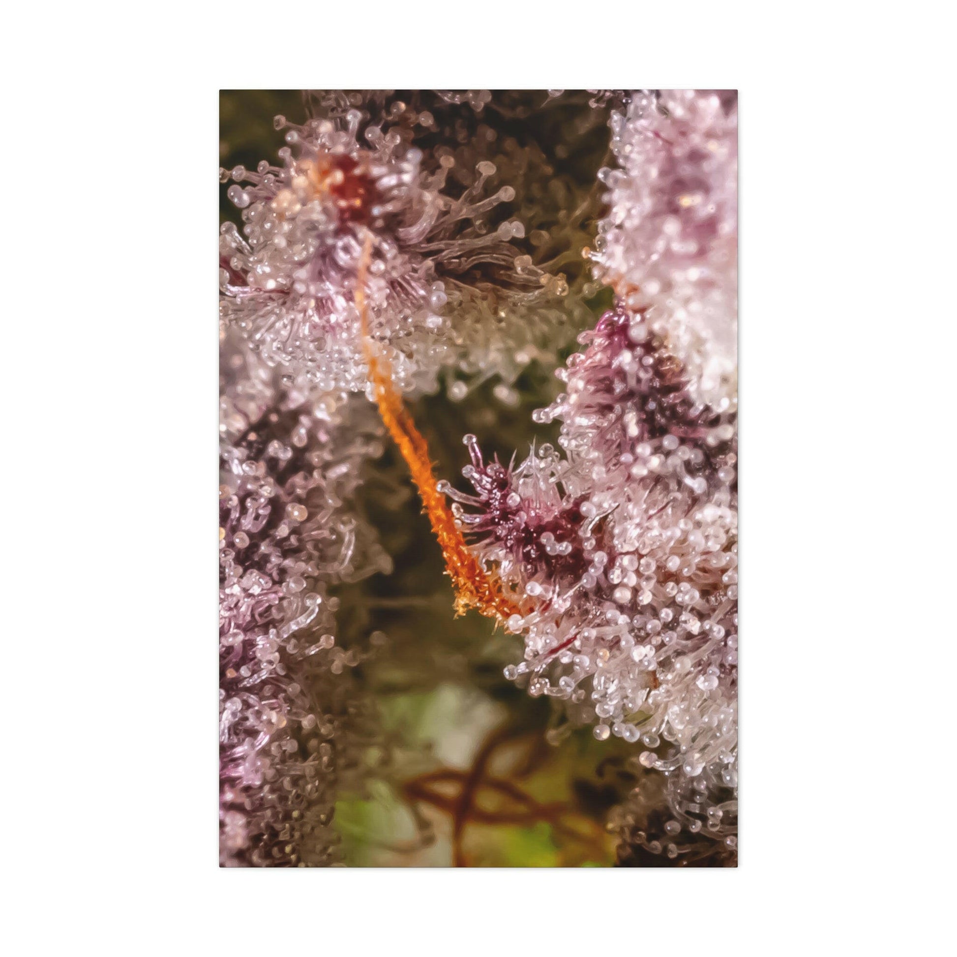 Trop Cherry Trichome Canvas