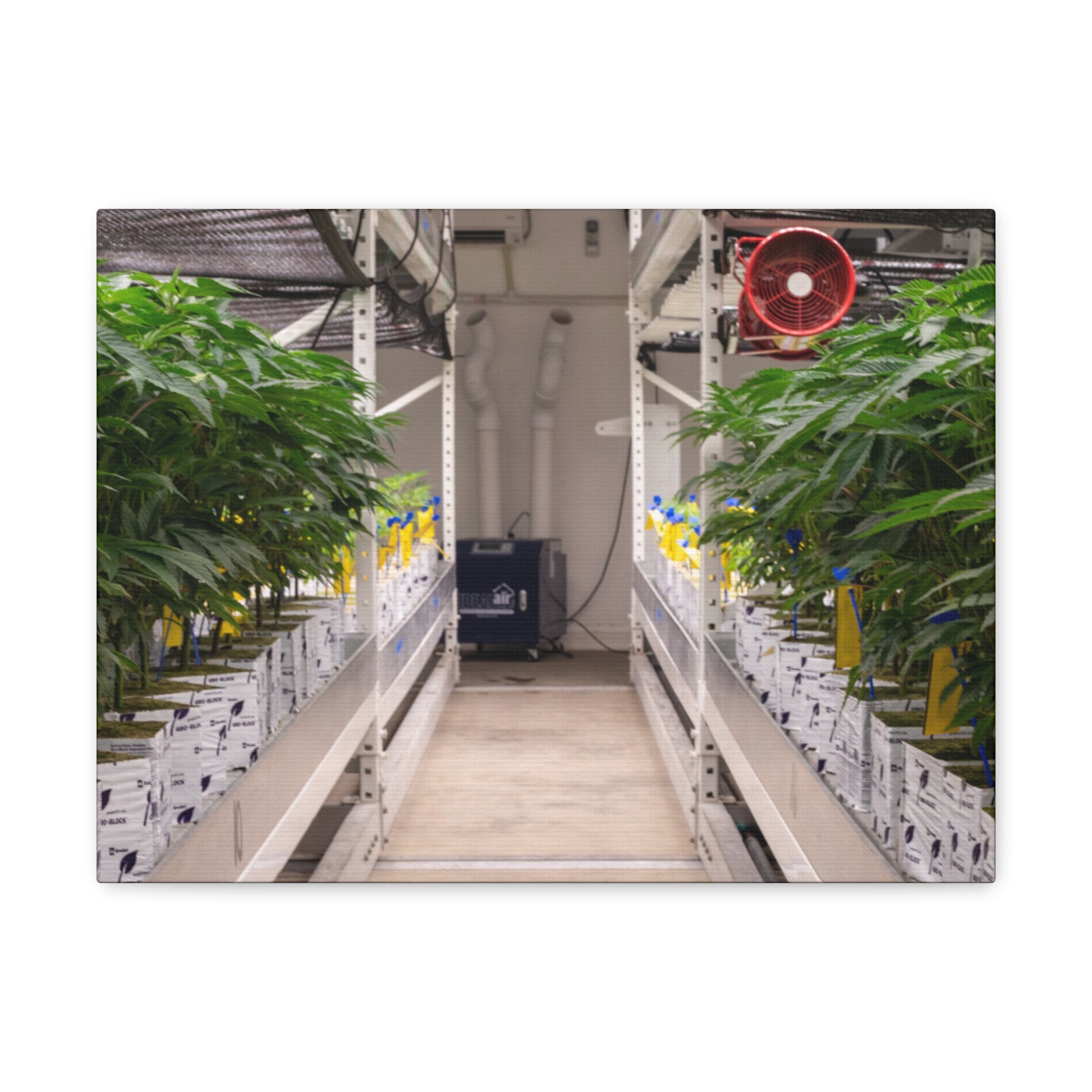 Double Decker Grow Room Canvas