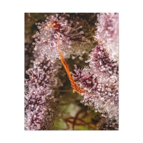 Trop Cherry Trichome Canvas