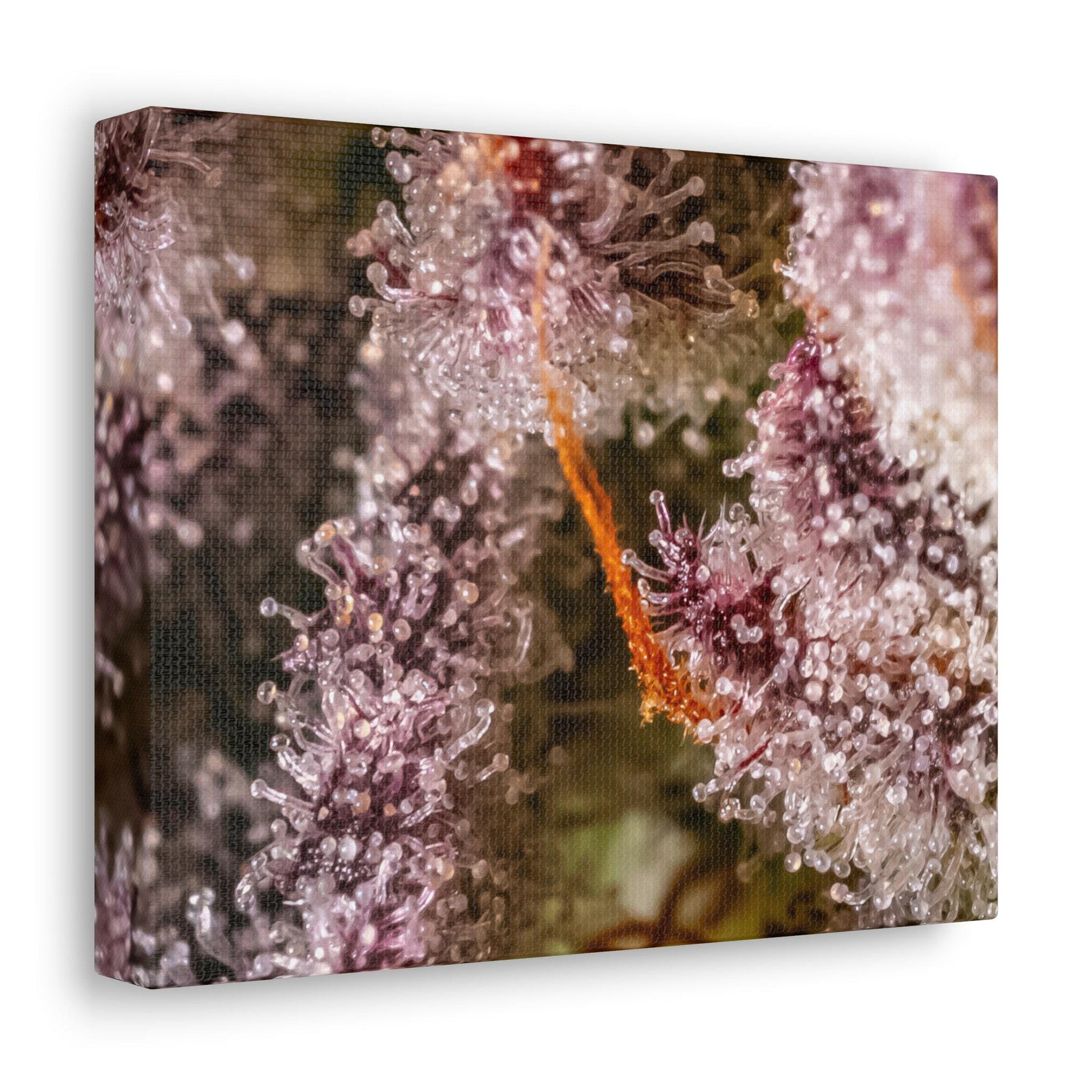 Trop Cherry Trichome Canvas