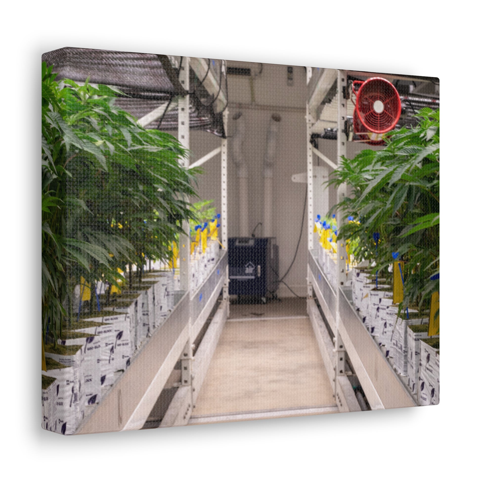 Double Decker Grow Room Canvas