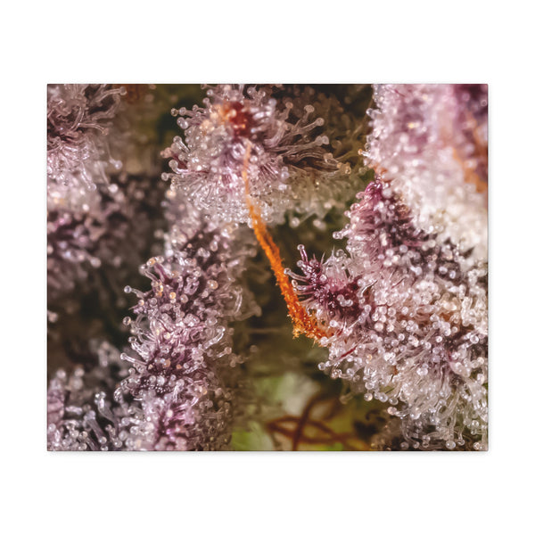 Trop Cherry Trichome Canvas