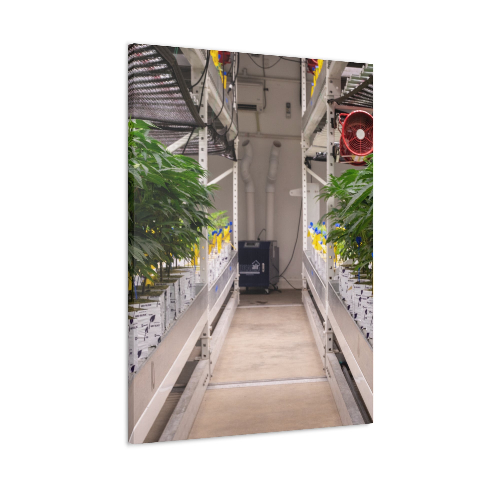 Double Decker Grow Room Canvas